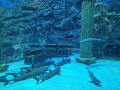 -芜湖新华联大白鲸海洋公园