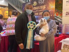 -猫十亿·布偶金渐层·曼基康矮脚猫舍(青年路店)