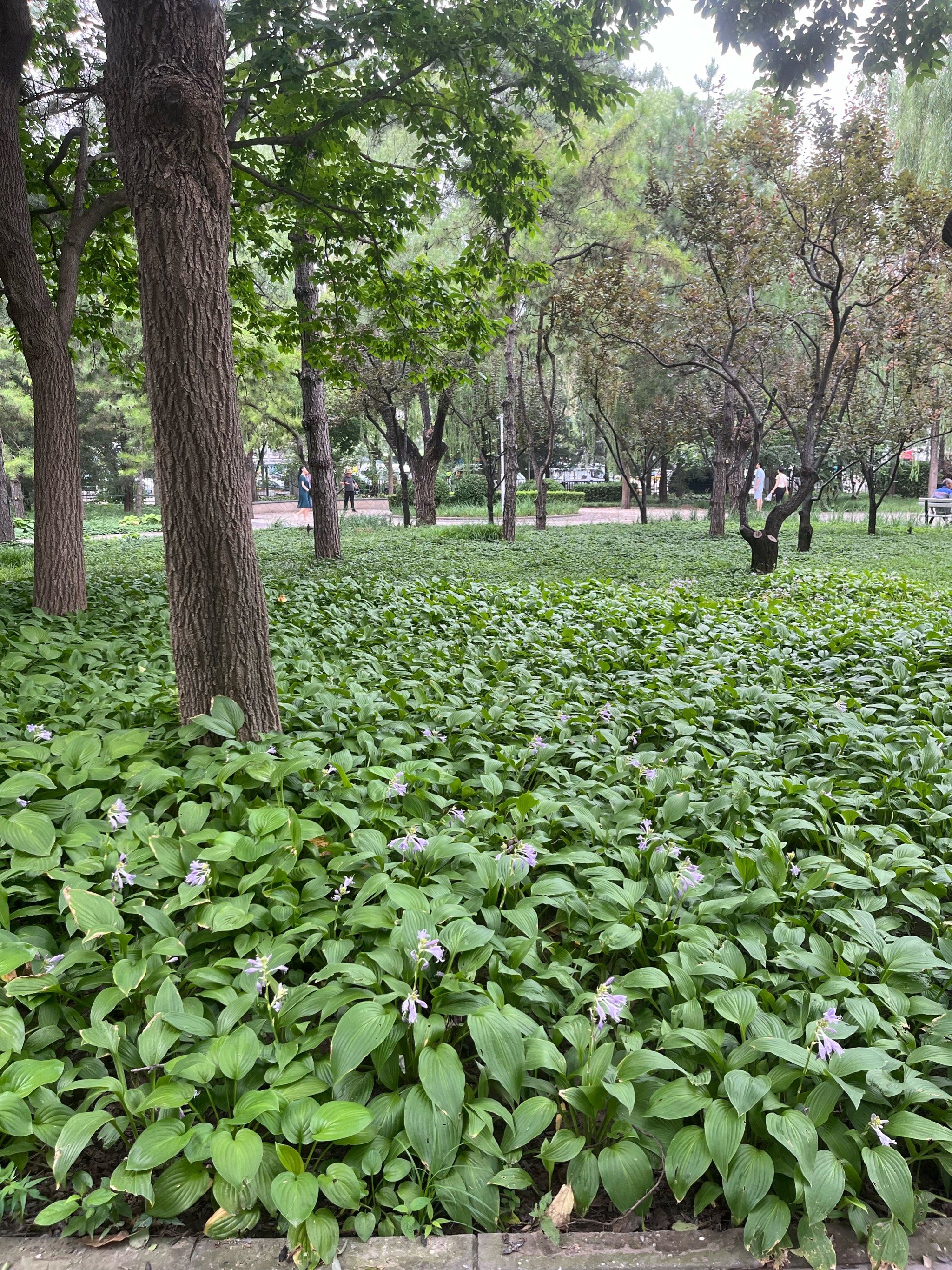 路过第一眼以为是绿化带[捂脸]|香河园公园