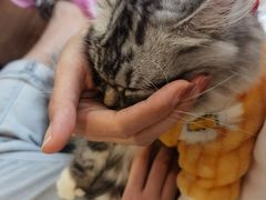 -绒爪撸猫下午茶·猫咖