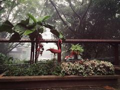 -新加坡飞禽公园
