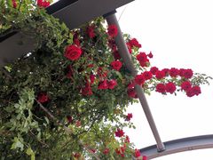 -石家庄市植物园