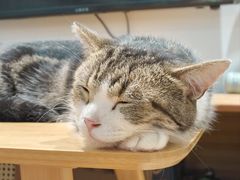 -李小姐の猫咖啡馆(五角场店)