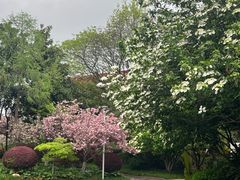 -青枫公园