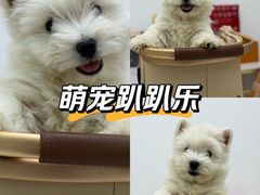 -翊宠yipet猫狗购宠庄园犬舍•猫舍