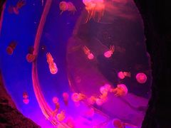 -白鹿仓冰雪海洋世界