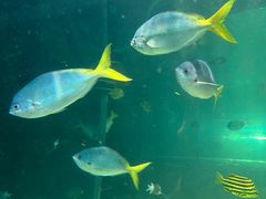 -悉尼海洋生物水族馆
