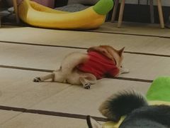 -逗柴咖啡屋·狗咖猫咖宠物桌游