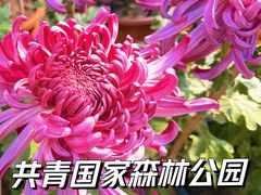 -上海共青森林公园