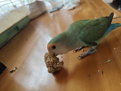 -吉丁鸟咖·异宠·寄养