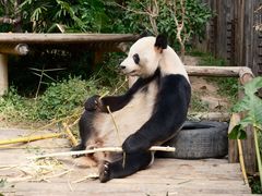 -深圳野生动物园
