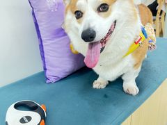 -美联众合动物医院·24h京西诊疗中心