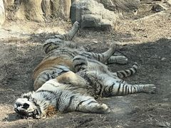 -大连森林动物园