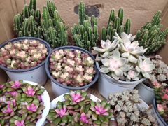 -循礼门鲜花花市(武汉循礼门店)