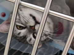 -宠福鑫康馨动物医院·骨科·眼科