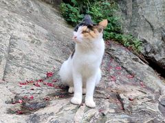 -泰山风景名胜区