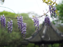 -上海醉白池公园