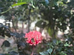 -曼听御花园