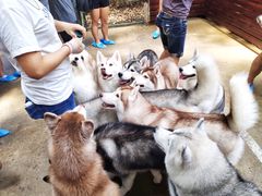 -TrueLove @ Neverland (Husky Cafe)