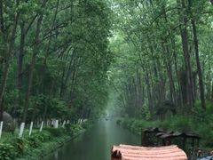 -合肥滨湖国家森林公园