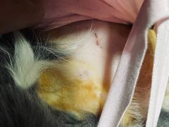 -伟伟宠物医院·CT影像中心·瑞派犬猫综合性门诊(汉口总院)