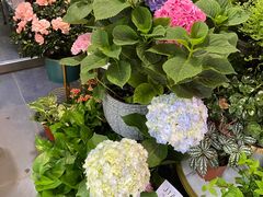 -循礼门鲜花花市(武汉循礼门店)