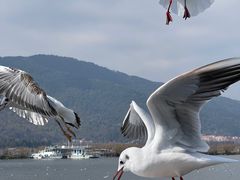 -海埂大坝