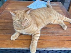 -喵屿·大理花园猫咖