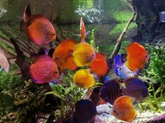 -上海海洋水族馆