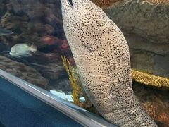 -上海海洋水族馆