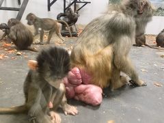 -西安秦岭野生动物园