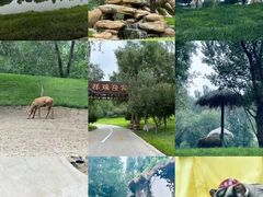 -北京野生动物园