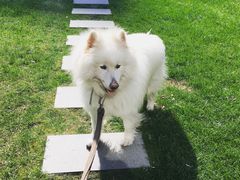 宠物寄养—大草坪遛弯儿-Oh My Dog宠物沙龙(伊珊娜皮毛护理店)