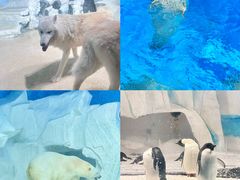-海合安天津极地海洋公园