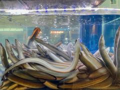 -本炙炭烤·蒲烧活鳗料理店(金沙洲店)