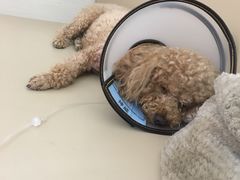 -喜多萌中农锦绣动物医院24H·猫科·牙科MRI·CT