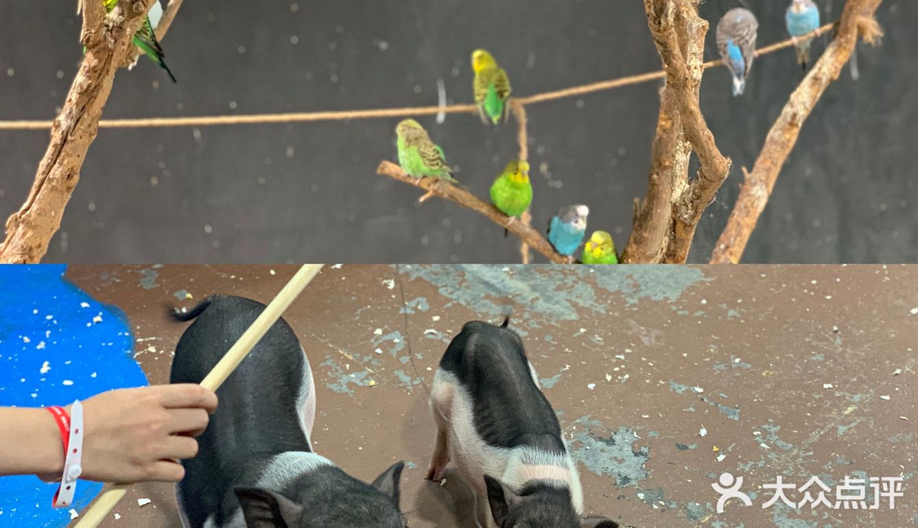🉑爱治愈系小动物谁能不爱？周末亲子游宝藏地，济南萌宠乐园