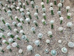 -南山植物园
