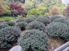 -十八棵（老龙井）御茶园(老龙井店)