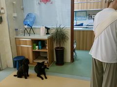 -康乐宝动物医院