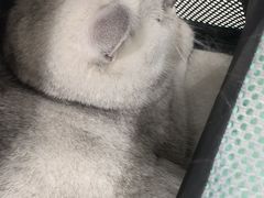 -艾贝尔宠物医院·宠保定点·超声绝育·免疫点(樱花路店)
