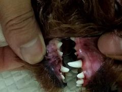 -菲尔斯特宠物医院