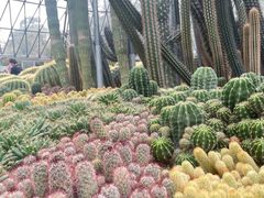 -深圳仙湖植物园