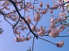 -石家庄市植物园