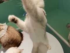 -怪兽屋·羊驼·猫咖·狗咖(俊华广场店)