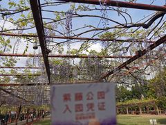 -嘉定紫藤园