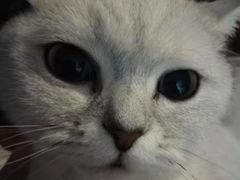 -瑞鹏宠物医院·猫科·宠保定点(梅溪湖分院)