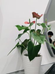 -和良形象