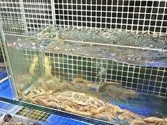 -吕氏焗小鲜•海鲜青岛菜(总店)
