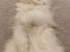 -欣宠猫屋·矮脚拿破仑·蓝金金渐层